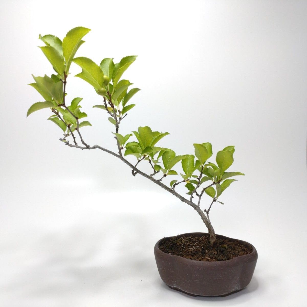 蔓梅擬(ツルウメモドキ)盆栽 SS003 蔓梅擬(ツルウメモドキ)盆栽 SS003 蔓梅擬(ツルウメモドキ)盆栽 SS003 蔓梅擬(ツルウメモドキ)盆栽 SS003